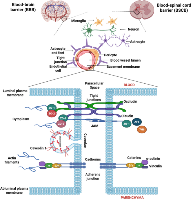 cjc-1295 vs sermorelin vs ipamorelin vs tesamorelin growth hormone peptides TESAMORELIN vs. CJC 1295: Key Comparisons Explained