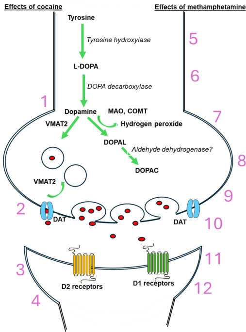 Disruption of Dopamine Homeostasis by Psychostimulants | Molecular  Neurobiology | Springer Nature Link