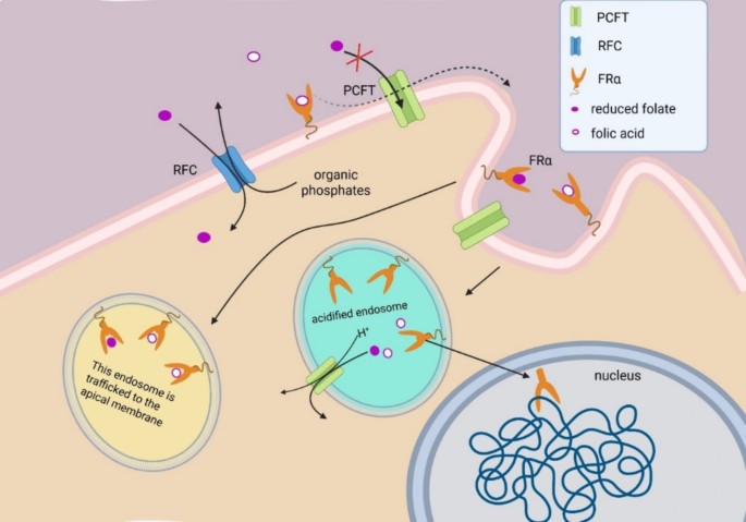 glutathione and folate receptor a autobody fraa Folate Receptor Alpha (FRα) and the Developing Brain: From Molecular  Function to Neurodevelopmental Outcomes | Molecular Neurobiology