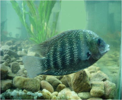 State Fish of Kerala: Fascinating Facts and Conservation Efforts