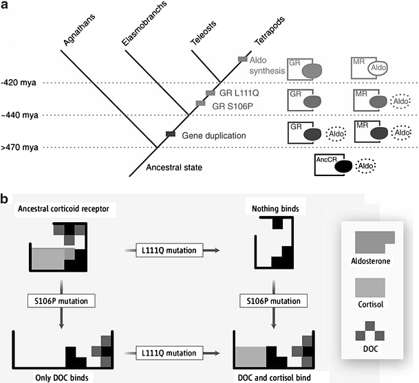 evolution-outreach.biomedcentral.com