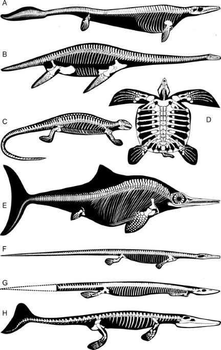 Flattened Ichthyosaur Fossil Gets New Life With X-ray Vision - The New York  Times