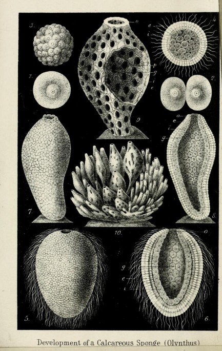 Ernst Haeckel and the philosophy of sponges