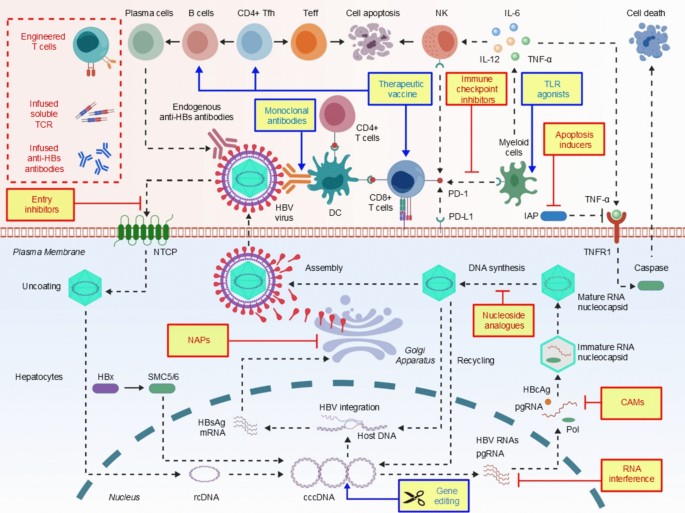 glutathione system review Glutathione Treatments 101: Part 1  The Mother of All Antioxidants