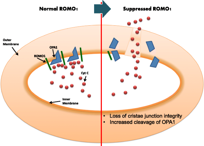 Schematic representation of ONOO⁻-induced signaling and mitochondrial
