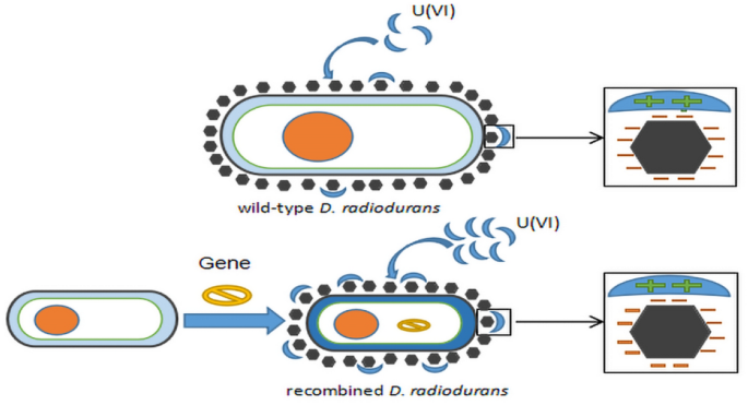 Deinococcus radiodurans - an overview