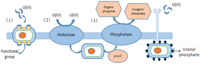 Frontiers  Deinococcus radiodurans UWO298 Dependence on