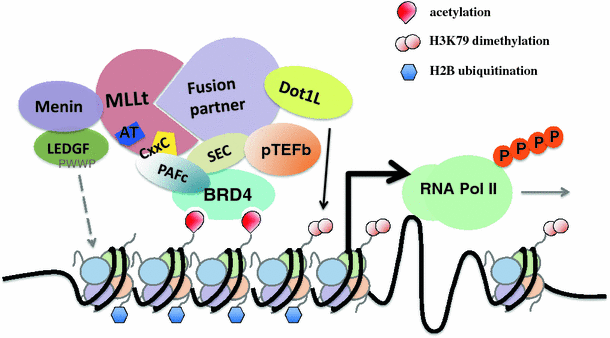 A Menin-MLL Inhibitor Induces Specific Chromatin Changes and Eradicates  Disease in Models of MLL-Rearranged Leukemia - ScienceDirect