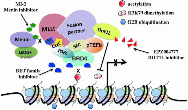 Menin-MLL inhibitors reverse oncogenic activity of MLL fusion proteins in  leukemia