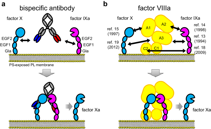 Factor VIII inhibitors in hemophilia A treated with emicizumab