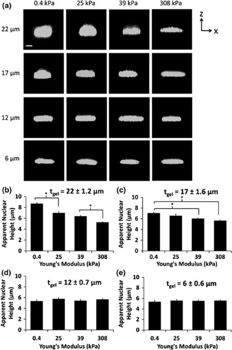 Modulation of Nuclear Shape by Substrate Rigidity | Cellular and ...
