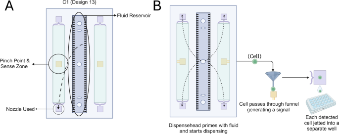 Empowering High Throughput Screening of 3D Models: Automated Dispensing of Cervical and Endometrial Cancer Cells