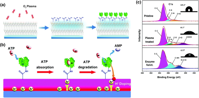 DNAzyme-Based Biosensors: Immobilization Strategies, Applications, and  Future Prospective