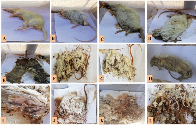 Diversity, succession pattern and colonization of forensic entomofauna on  indoor rat carrions concerning the manner of death | Rendiconti Lincei.  Scienze Fisiche e Naturali