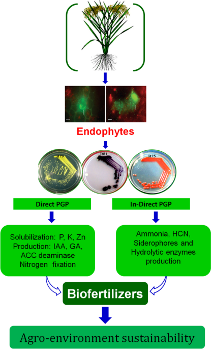 Frontiers  Mucilaginibacter sp. K Improves Growth and Induces