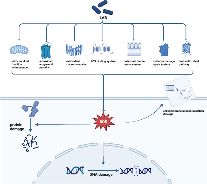 glutathione peroxidases brigelius Glutathione peroxidase 4: a new player in neurodegeneration?