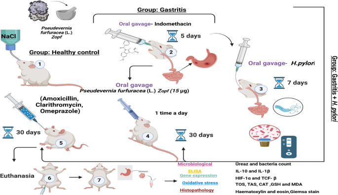 Effects of Pseudevernia furfuracea (L.) Zopf on Helicobacter pylori induced gastritis in rats: anti- Helicobacter pylori and anti gastritis properties | Folia Microbiologica