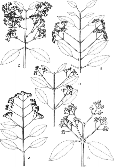 23+ Chart Identify Succulent Plants