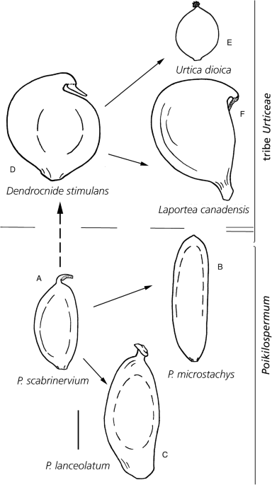 Revisiting pericarp structure, dehiscence and seed dispersal in