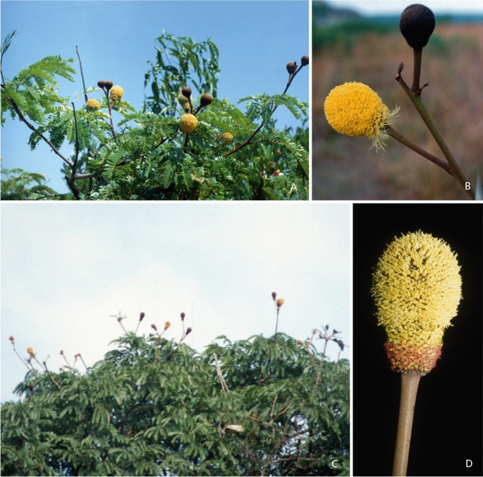 Notes about Phaseolus pallar Molina  (Leguminosae-Papilionoideae-Phaseoleae): alas but at best a synonym! - CGIAR