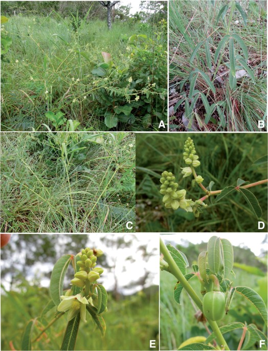 Novelties in wild cassava (Manihot, Euphorbiaceae) from Brazil