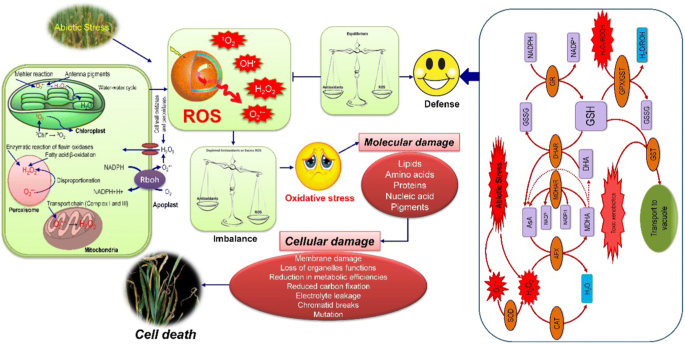 Oxidative Stress and Antioxidant Metabolism under Adverse Environmental Conditions: a Review | The Botanical Review