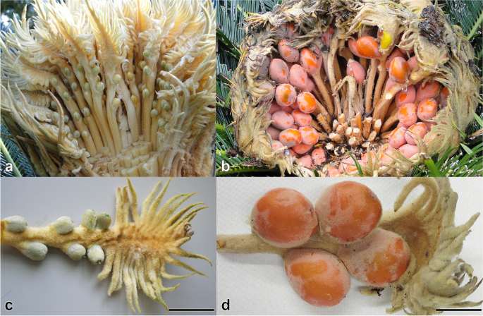 Composition of Sexual Fluids in Cycas revoluta Ovules During Pollination  and Fertilization | The Botanical Review