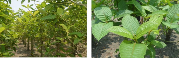 The Use of Kratom (Mitragyna speciosa) Leaf Among Rural Communities in  Malaysia | Ethnobotany and Economic Botany | Springer Nature Link