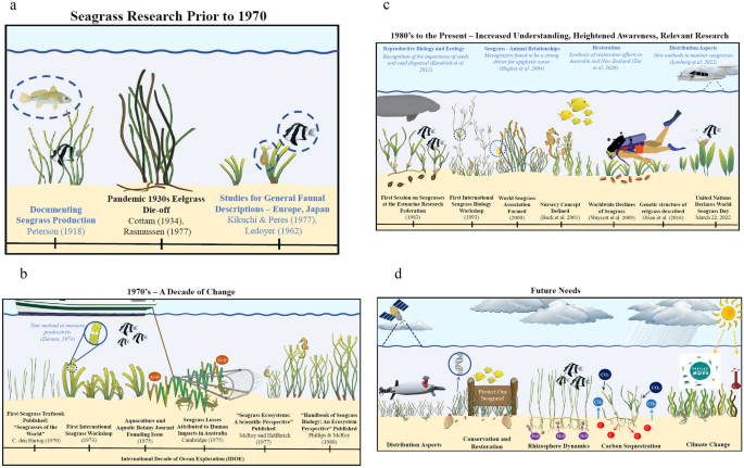Seagrass Ecosystem of Lignumvitae Key