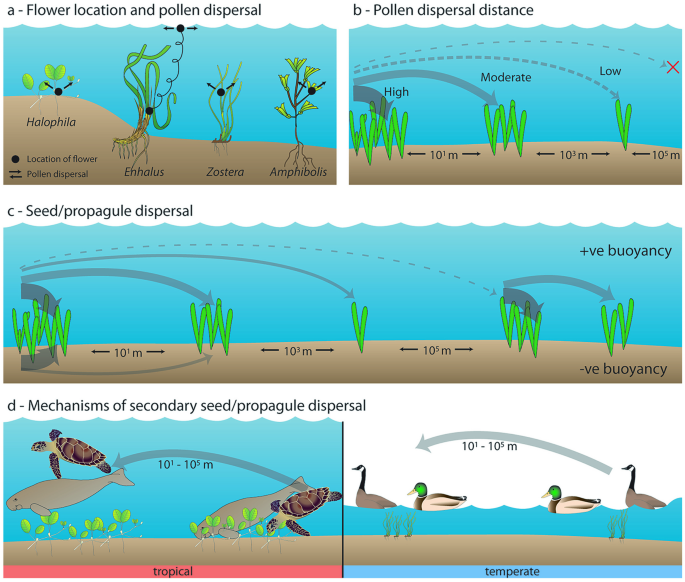 Current threats to coastal seagrass ecosystems – Shark Research &  Conservation Program (SRC)