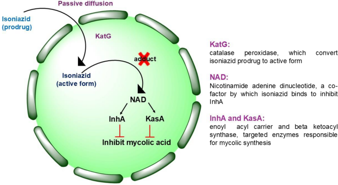 Isoniazid Encapsulated Liposomes Drug Delivery as an Anti-Tubercular Agents: from Pre-clinical to Clinical Investigations | Journal of Pharmaceutical Innovation