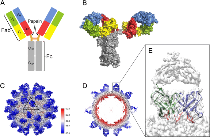 Imaging Coronavirus With Cryo-EM - BioTechniques