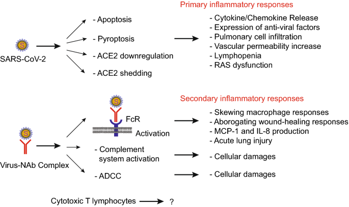 Understanding SARS-CoV-2-Mediated Inflammatory Responses: From Mechanisms  to Potential Therapeutic Tools