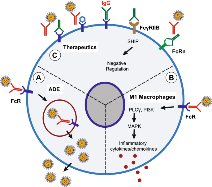 Understanding SARS-CoV-2-Mediated Inflammatory Responses: From Mechanisms  to Potential Therapeutic Tools