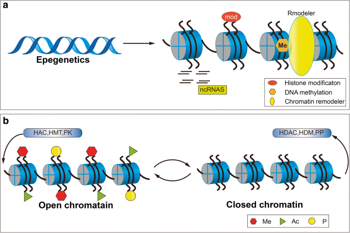 Histone Modifications and their Role in Colorectal Cancer (Review) | Pathology & Oncology Research