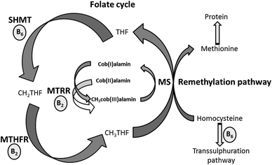 liposomal glutathione cymbiotika reviews Inflammatory PCOS and MTHFR: How Methylation, Homocysteine, and  Inflammation Affect Hormones main image 0