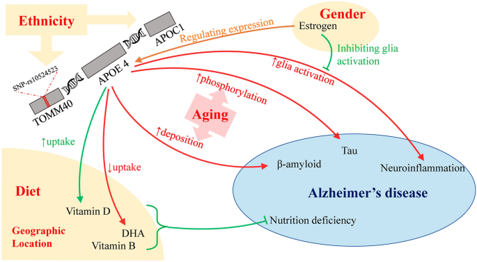 glutathione polmorphism and apoe e4 APOE4 is associated with cognitive pathological heterogeneity in patients with Alzheimer's disease: a systematic review | Alzheimer's Research & Therapy Multiple Roles of Apolipoprotein E4