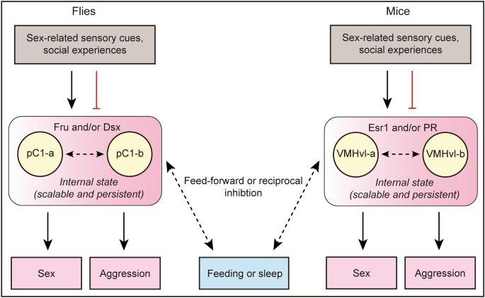 Neural Control of Action Selection Among Innate Behaviors