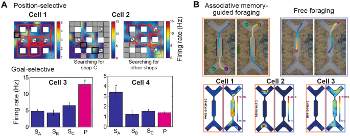 Associative and predictive hippocampal codes support memory-guided  behaviors