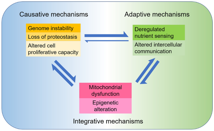 Menin protein protects against aging and cognitive decline