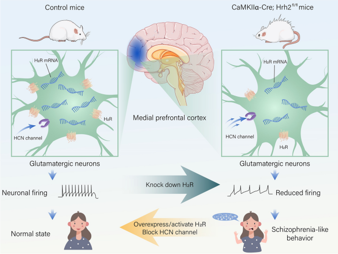 how does glutathione-s-transferase cause drug resistance in cancer cells Frontiers