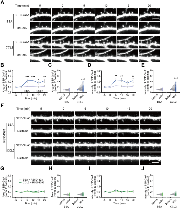 The Chemokine CCL2 Promotes Excitatory Synaptic Transmission in Hippocampal Neurons via GluA1 Subunit Trafficking