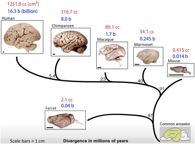 The Principle of Cortical Development and Evolution