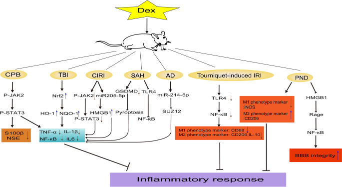 glutathione and anesthesia The Role of Intravenous Anesthetics for Neuro: Protection or Toxicity? |  Neuroscience Bulletin