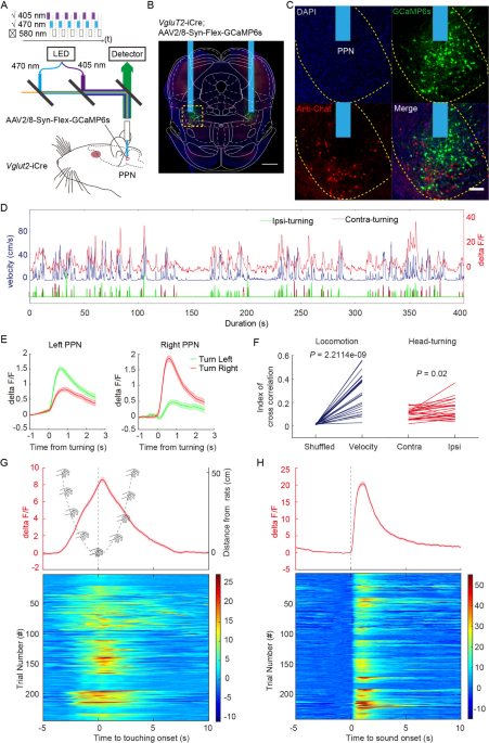 Glutamatergic Circuits in the Pedunculopontine Nucleus Modulate Multiple Motor Functions