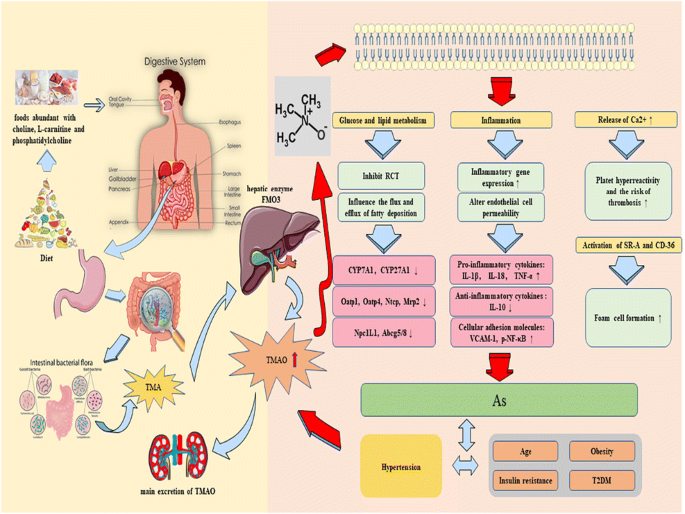 l carnitine hypertension L-Carnitine | Linus Pauling Institute TMA/TMAO in Hypertension: Novel Horizons