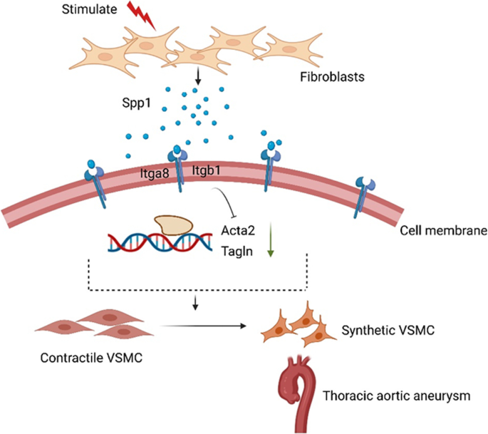 ipamorelin effects fibroblast Fibroblasts as regulators of lung immunity, repair and fibrosis Senescent fibroblast facilitates re-epithelization and