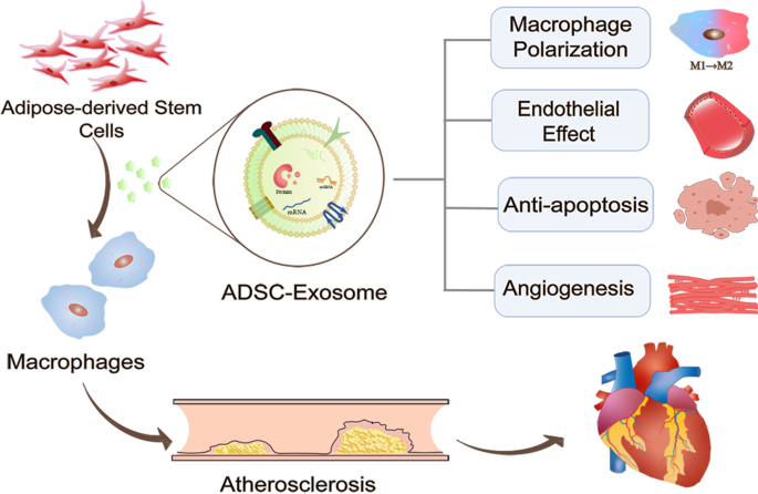 Adipose Tissue Derived Stem Cells ASC Therapy