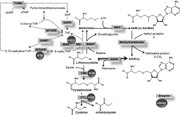 does glutathione lower homocysteine Homocysteine: Diagnostic Significance and Clinical Insights – Advanced  Health Academy main image 1