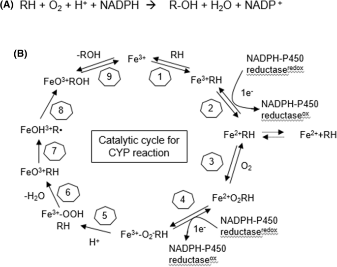Biological roles of cytochrome P450 1A1, 1A2, and 1B1 enzymes | Archives of Pharmacal Research